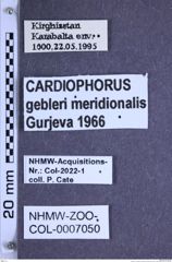 Etiketten zu Cardiophorus gebleri meridionalis (Gurjeva, 1966) (NHMW-ZOO-COL-0007050)